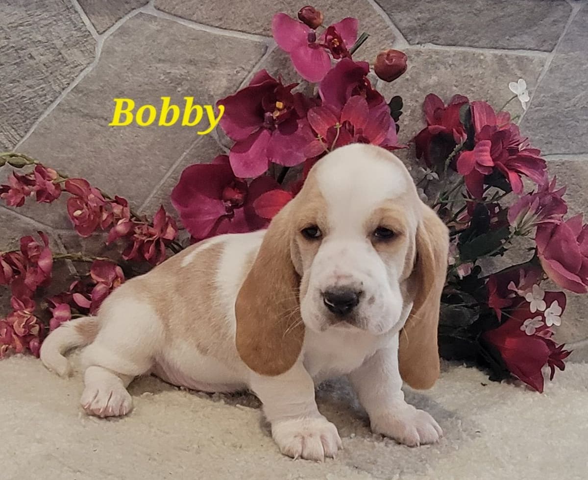 Boxer Puppies breeder image 2