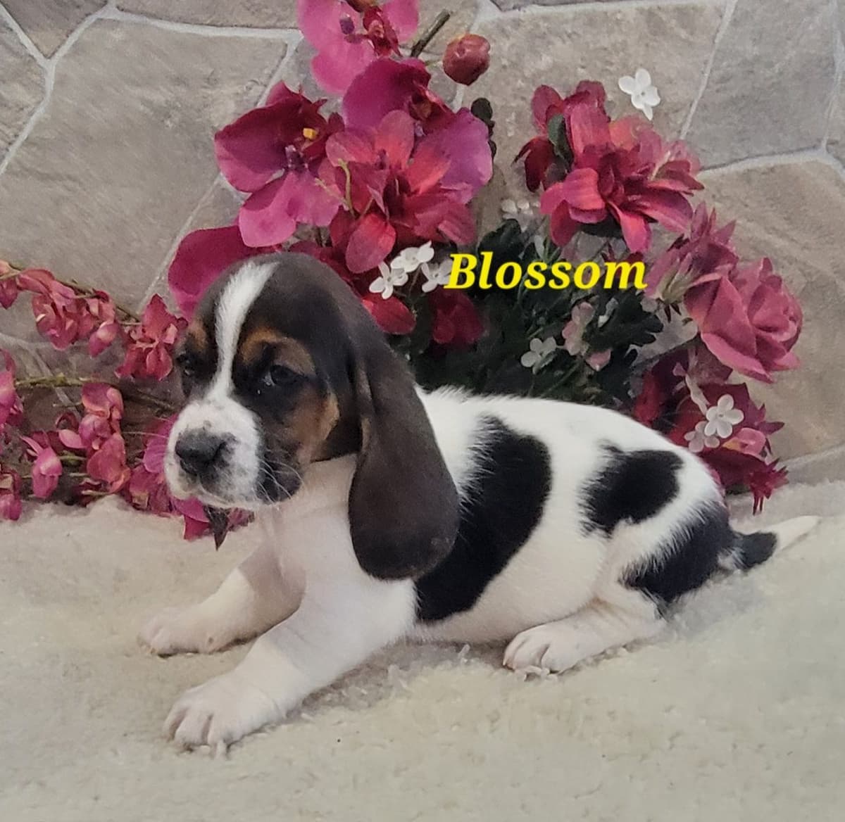 Boxer Puppies breeder image 4