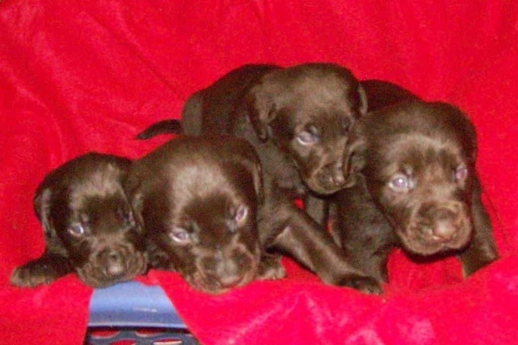 Bichon Frise Puppies breeder image 1