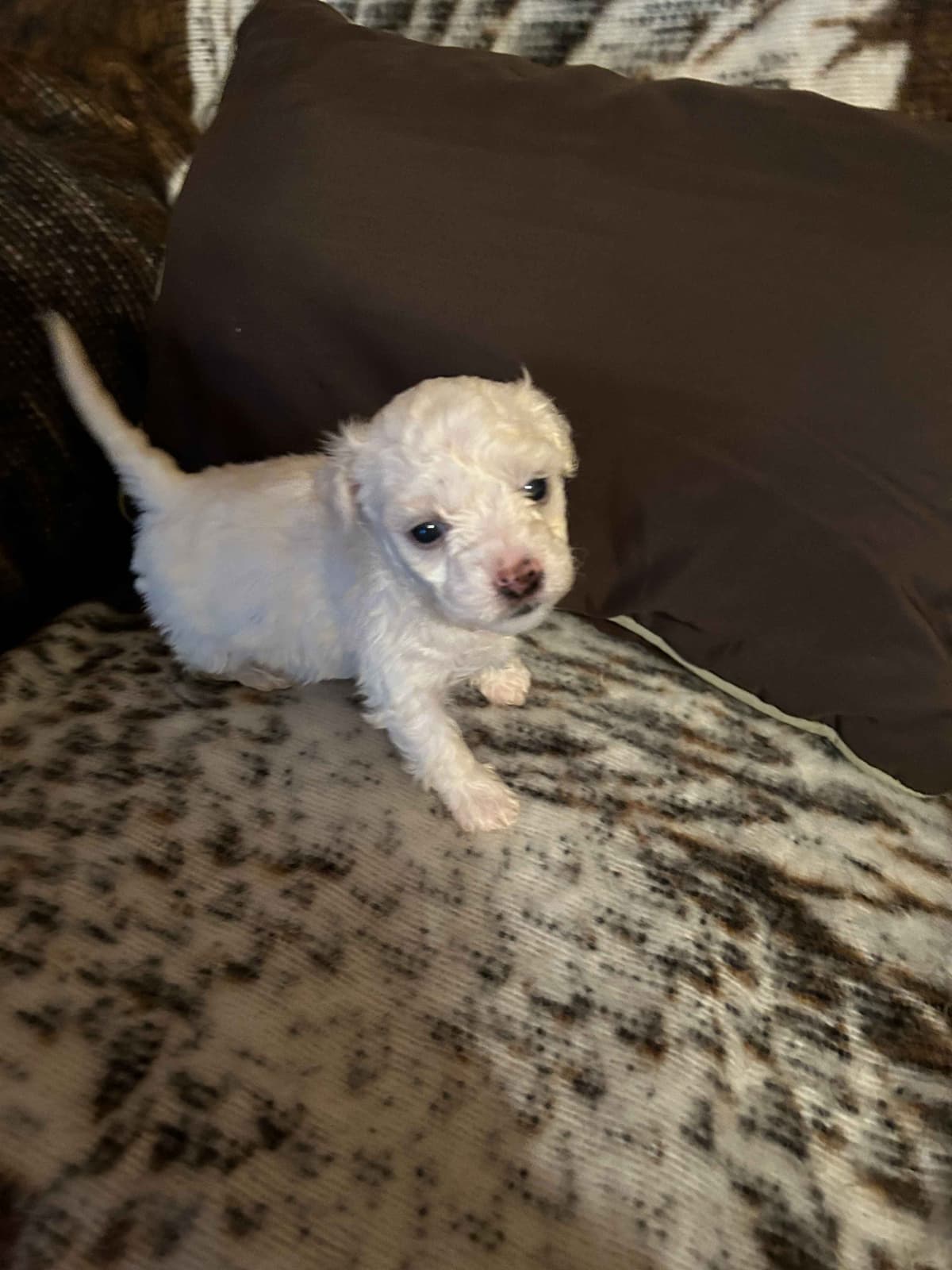 Bichon Frise Puppies breeder image 3