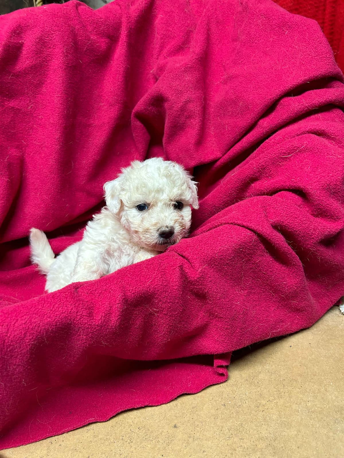 Bichon Frise Puppies breeder image 4