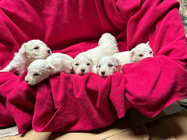 Bichon Frise Puppies media 2