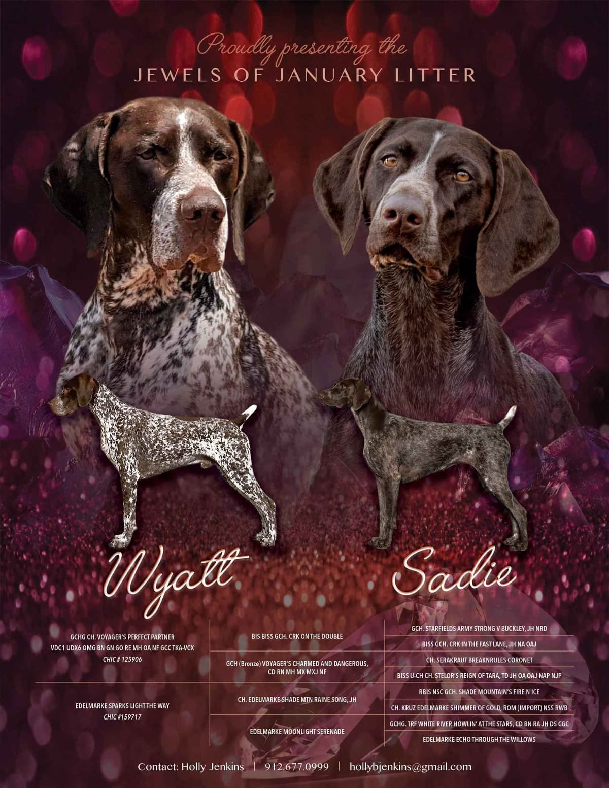 German Shorthaired Pointer Puppies breeder image 1