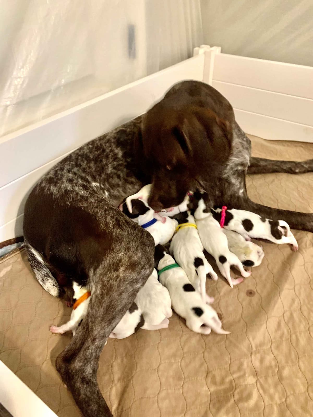 German Shorthaired Pointer Puppies breeder image 2