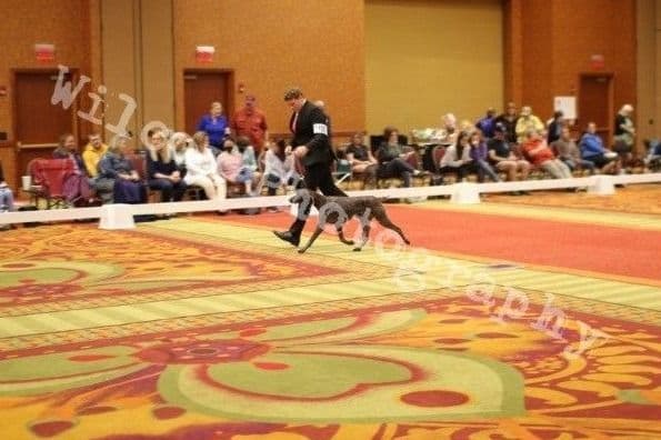 German Shorthaired Pointer Puppies breeder image 4