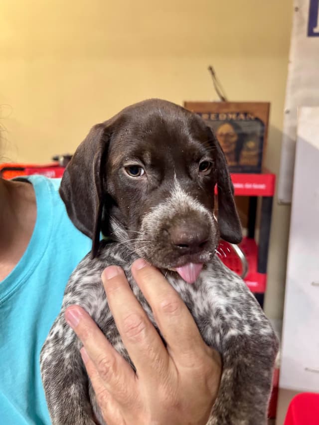 German Shorthaired Pointer Puppies media 3