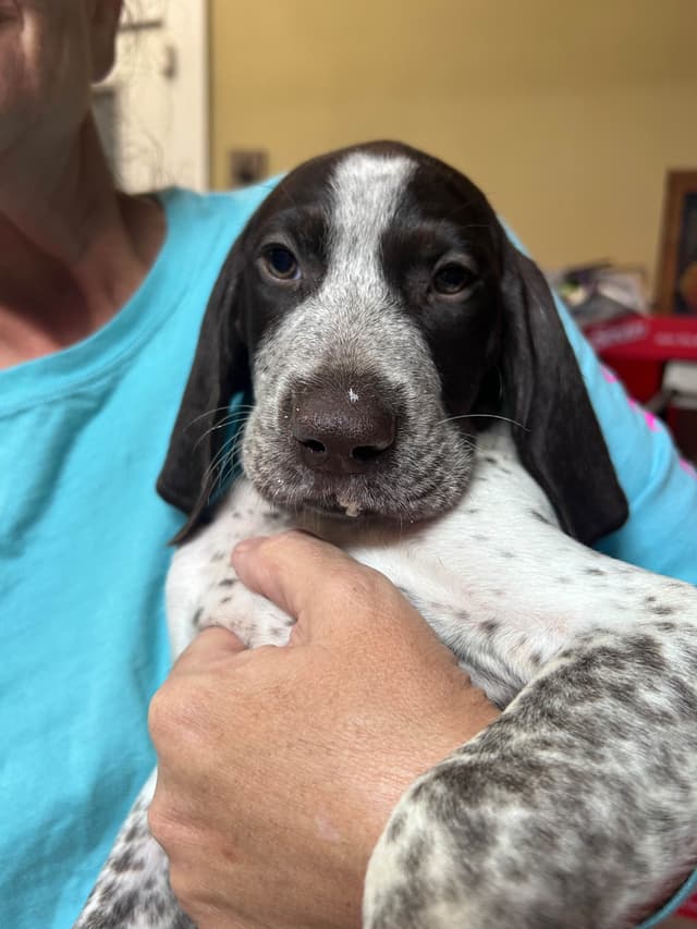 German Shorthaired Pointer Puppies media 4
