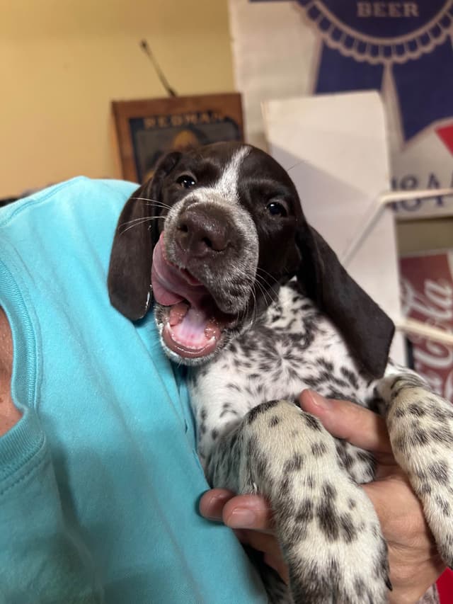 German Shorthaired Pointer Puppies media 2