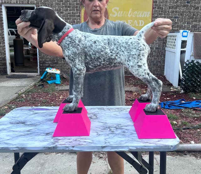 German Shorthaired Pointer Puppies media 5