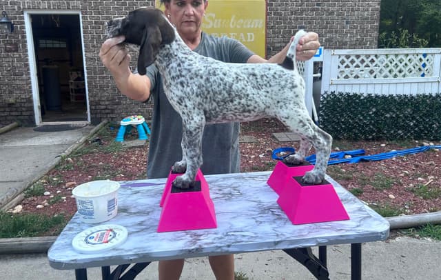 German Shorthaired Pointer Puppies media 7