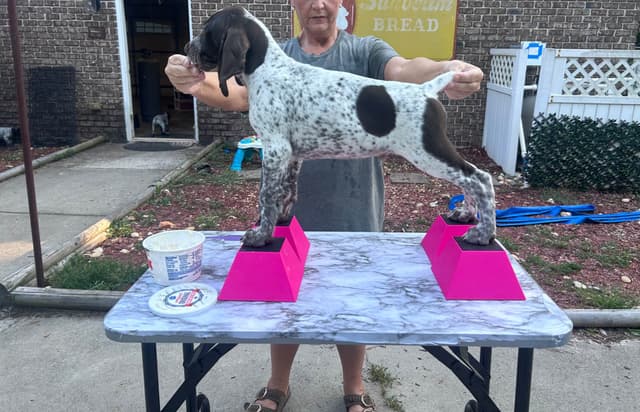 German Shorthaired Pointer Puppies media 6