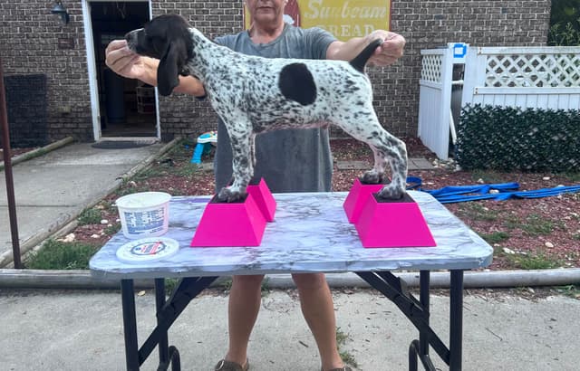 German Shorthaired Pointer Puppies media 9