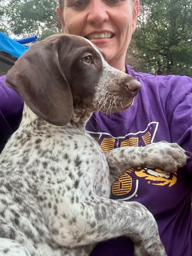 German Shorthaired Pointer Puppies media 10