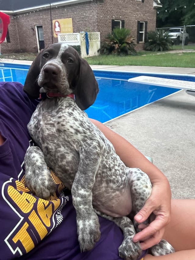 German Shorthaired Pointer Puppies media 11