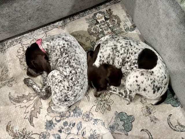 German Shorthaired Pointer Puppies media 12