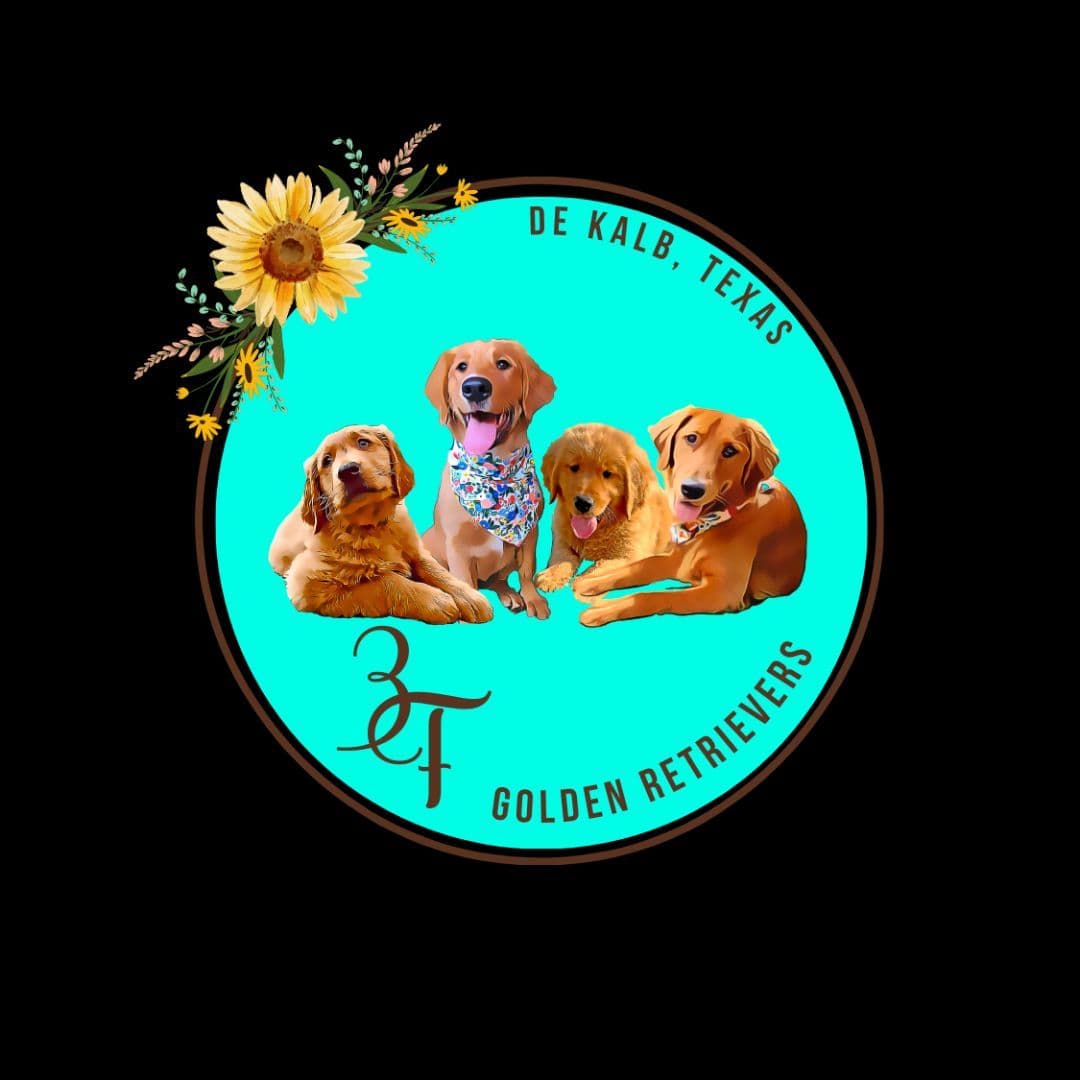 Golden Retriever Puppies breeder image 1