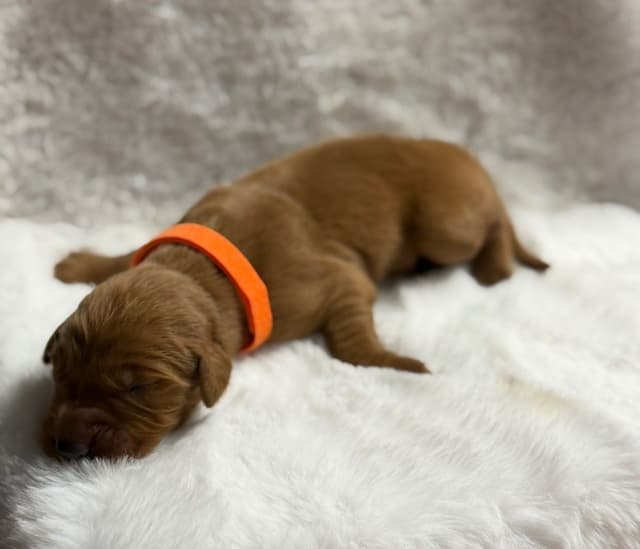 Golden Retriever Puppies media 2