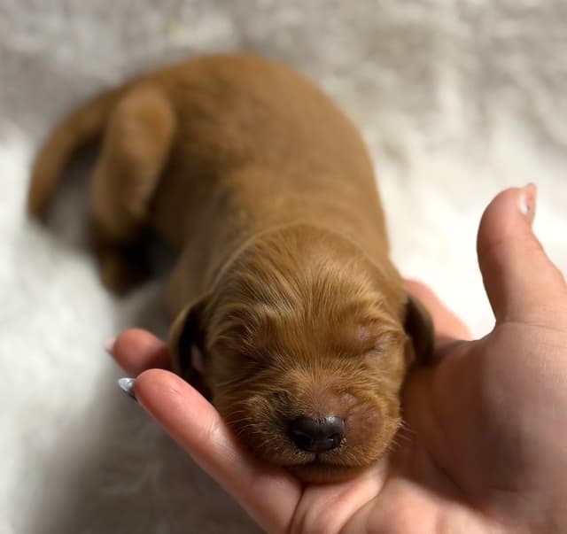 Golden Retriever Puppies media 3