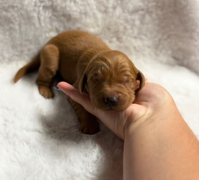 Golden Retriever Puppies media 4