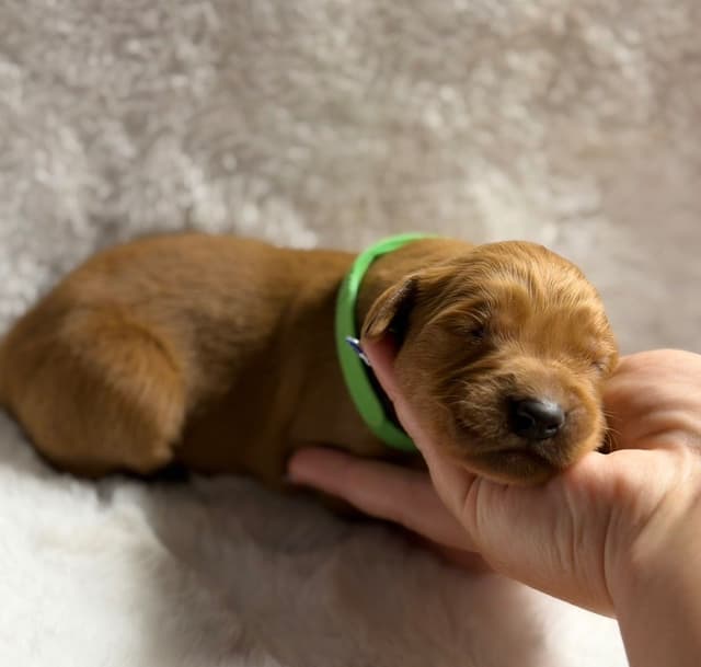 Golden Retriever Puppies media 5
