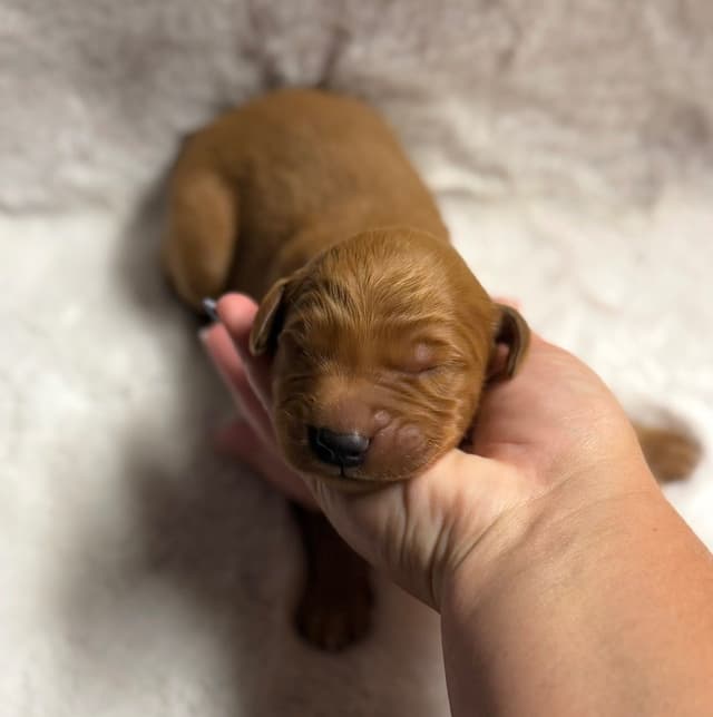 Golden Retriever Puppies media 7
