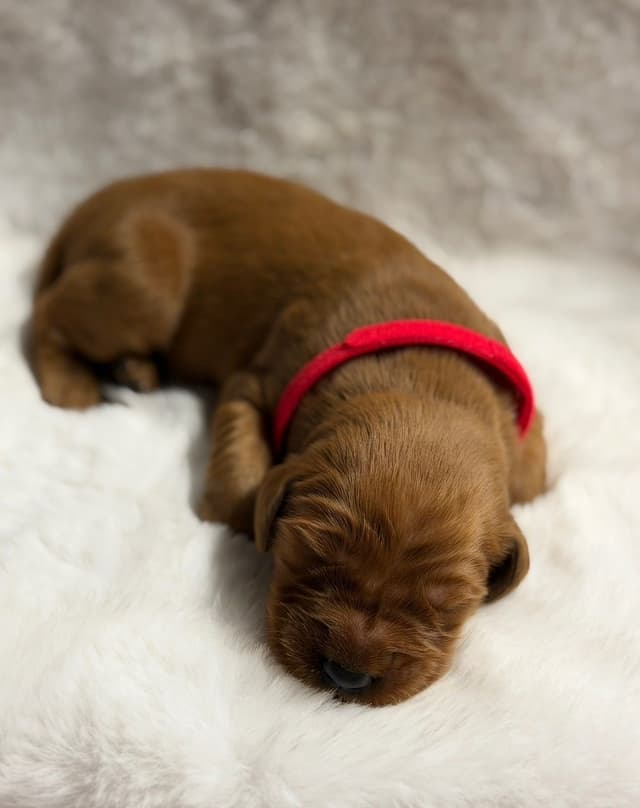 Golden Retriever Puppies media 6