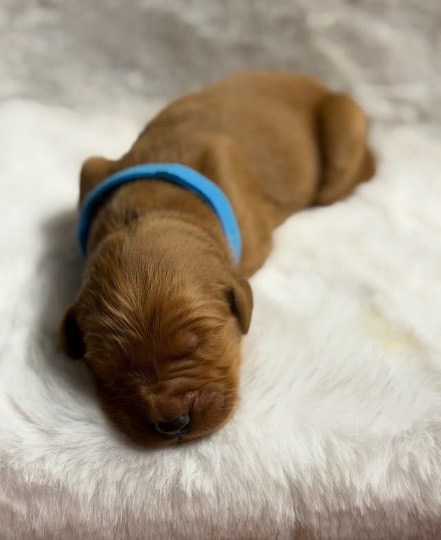 Golden Retriever Puppies media 9