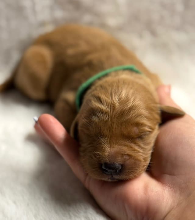 Golden Retriever Puppies media 8