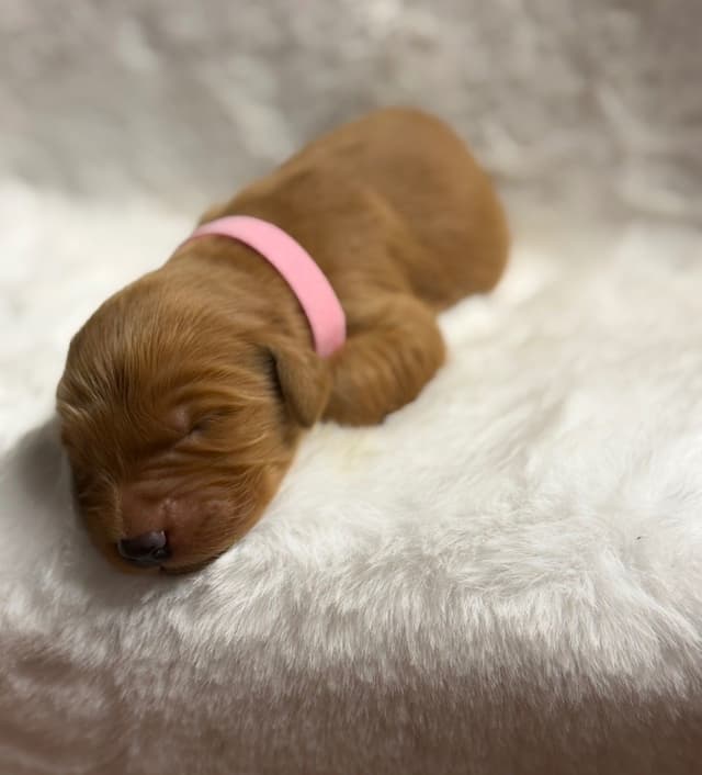 Golden Retriever Puppies media 10