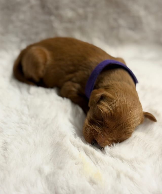 Golden Retriever Puppies media 11