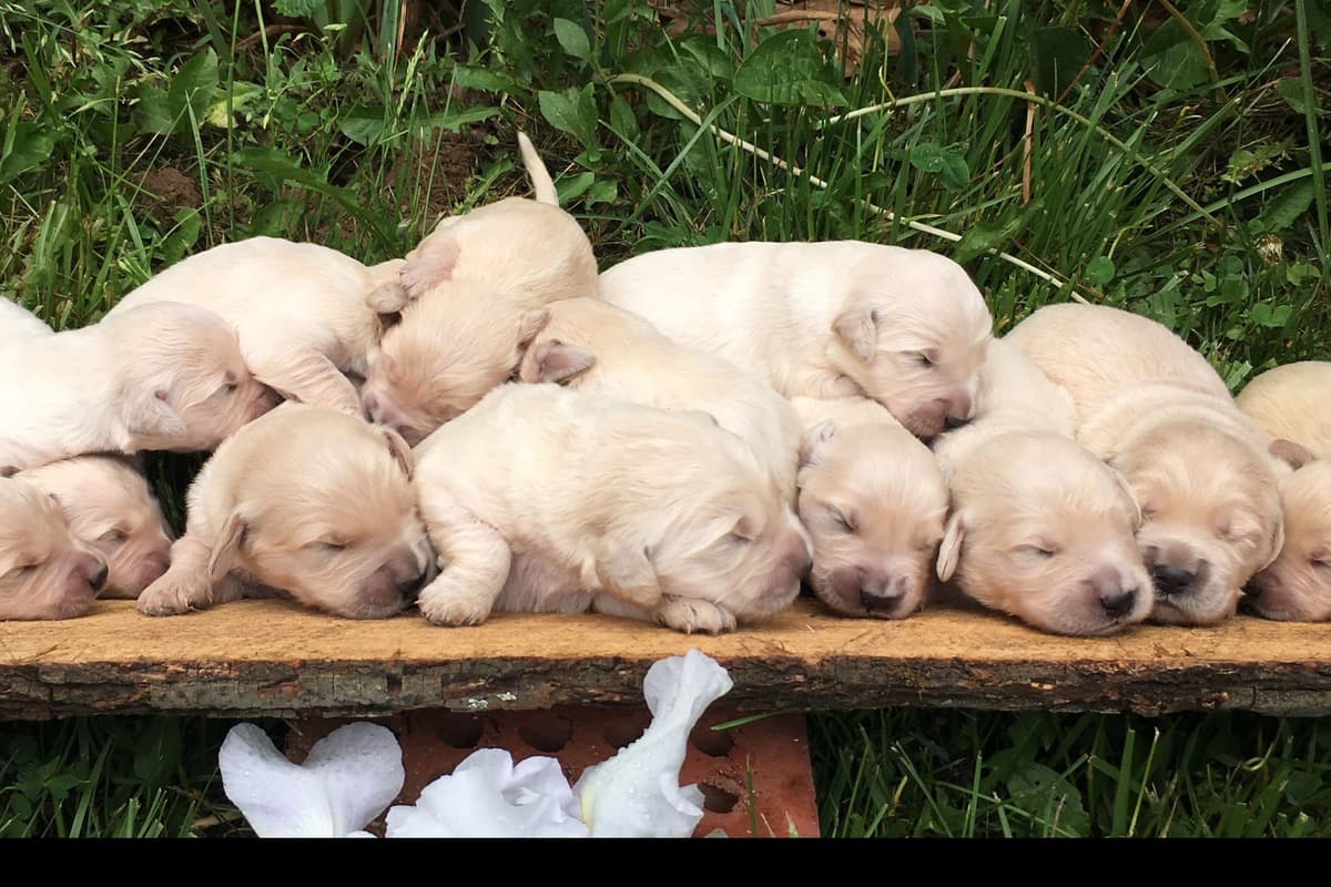 Moyen Poodle Puppies breeder image 3