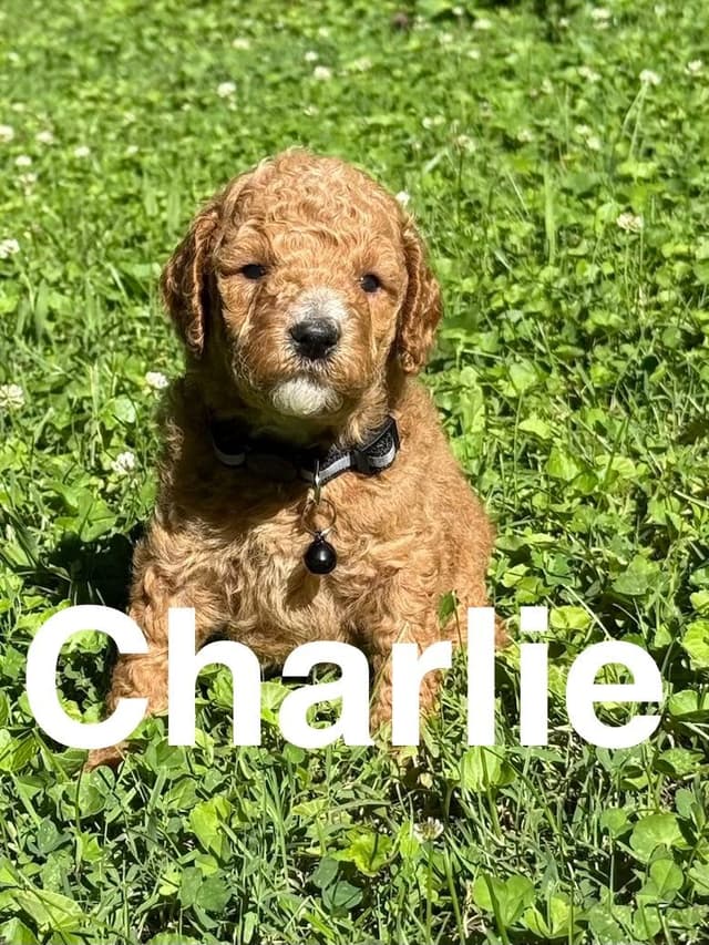 Moyen Poodle Puppies media 2
