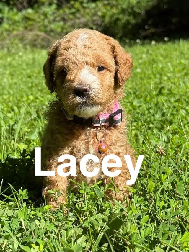 Moyen Poodle Puppies media 3