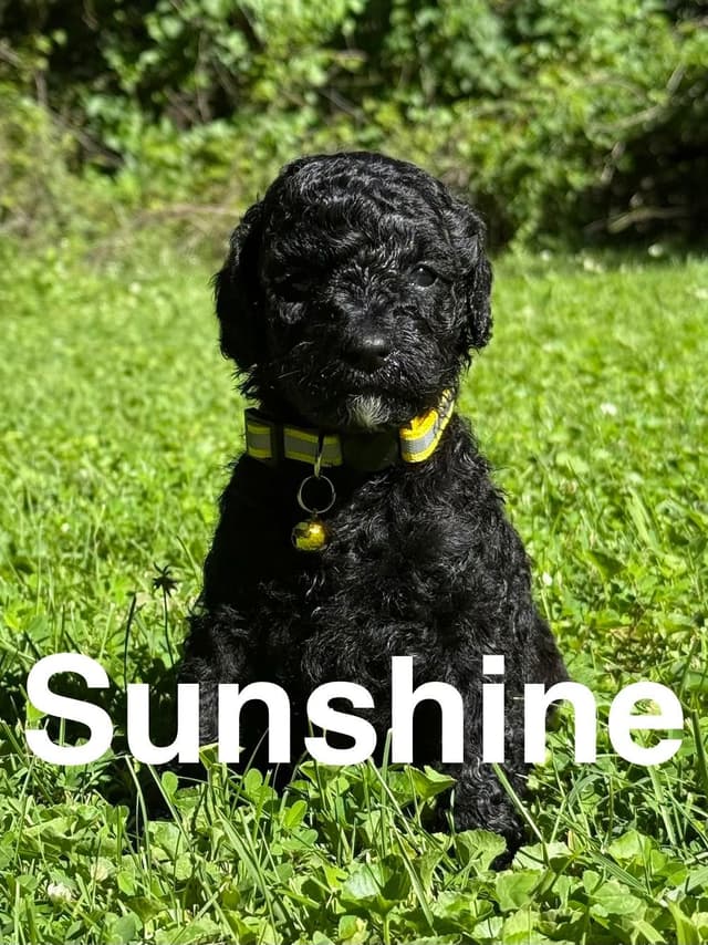 Moyen Poodle Puppies media 5