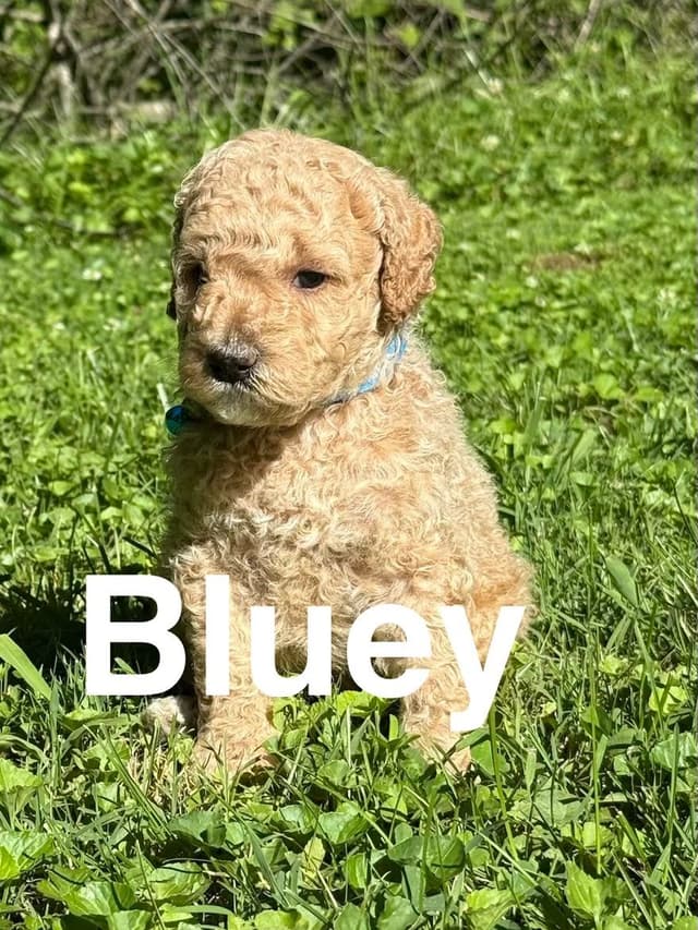 Moyen Poodle Puppies media 4