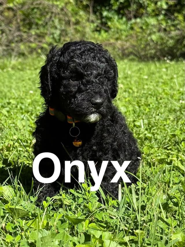 Moyen Poodle Puppies media 6