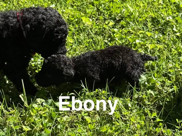 Moyen Poodle Puppies media 8