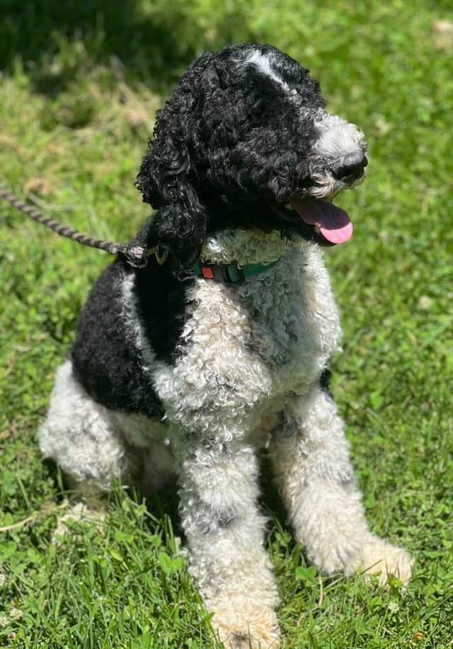 Moyen Poodle Puppies media 9