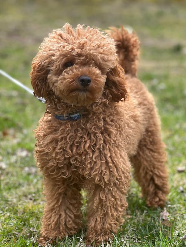 Moyen Poodle Puppies media 10