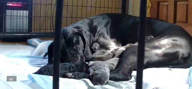 Great Dane Puppies media 2
