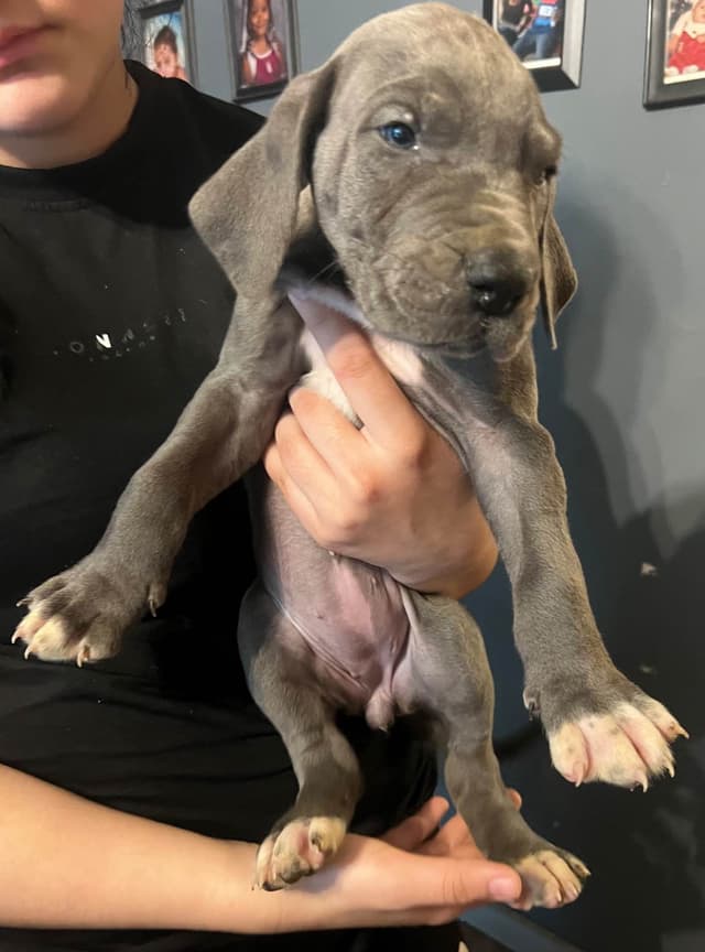 Great Dane Puppies media 3