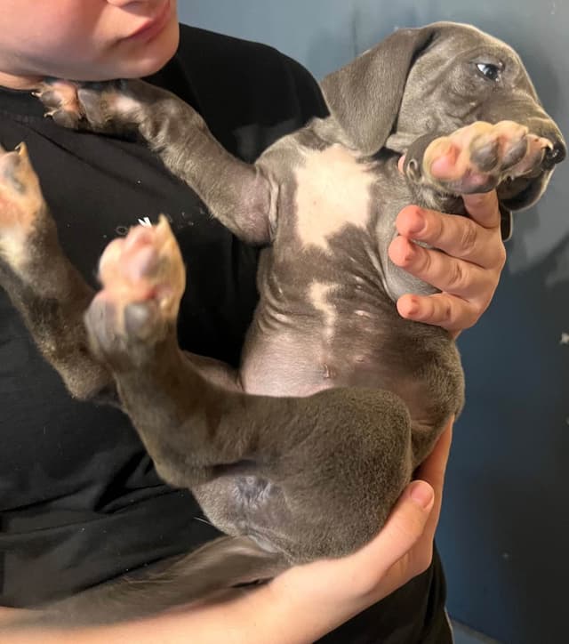 Great Dane Puppies media 4