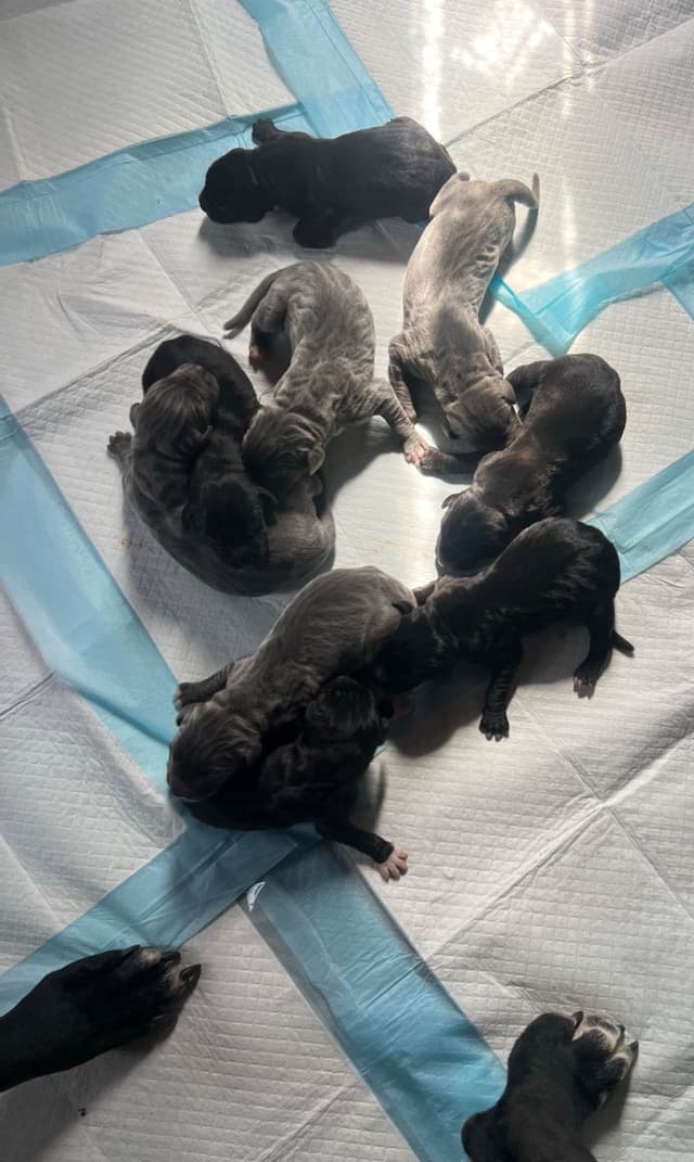 Great Dane Puppies media 9