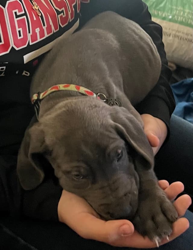 Great Dane Puppies media 8