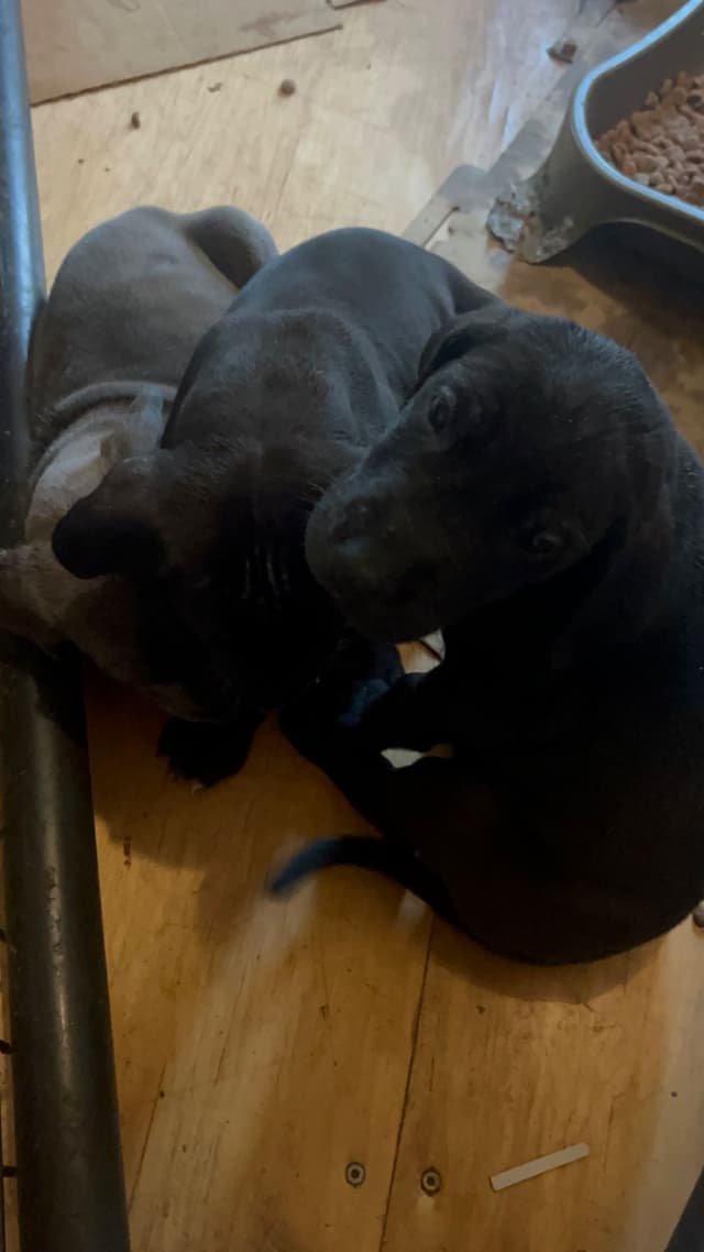 Great Dane Puppies media 7