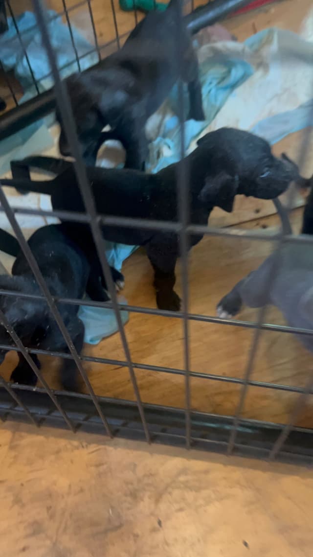 Great Dane Puppies media 10