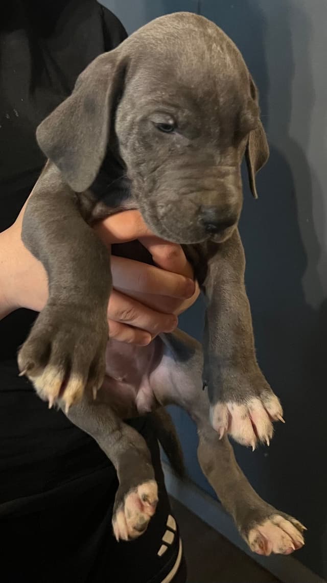 Great Dane Puppies media 11