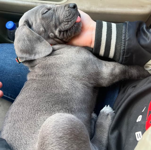 Great Dane Puppies media 14