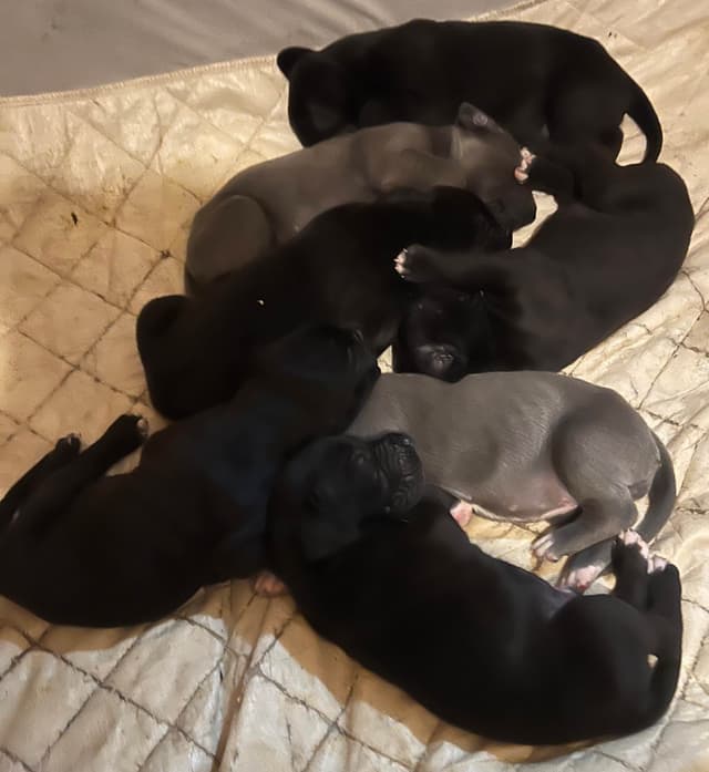 Great Dane Puppies media 23