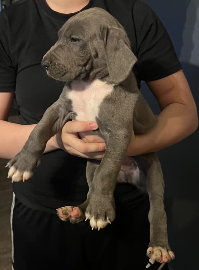 Great Dane Puppies media 12